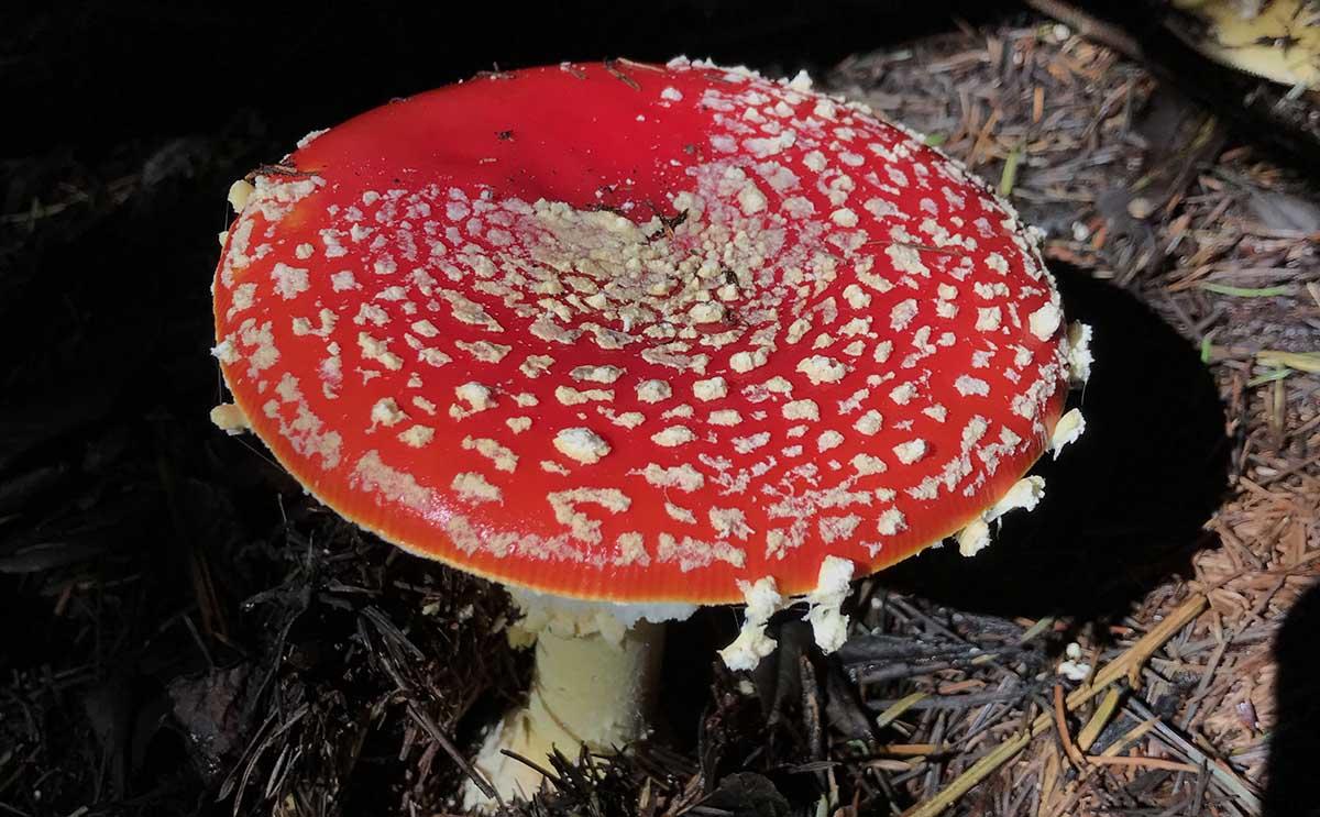 A fly agaric mushroom at Point Reyes. A red-and-white fly agaric mushroom at Point Reyes.