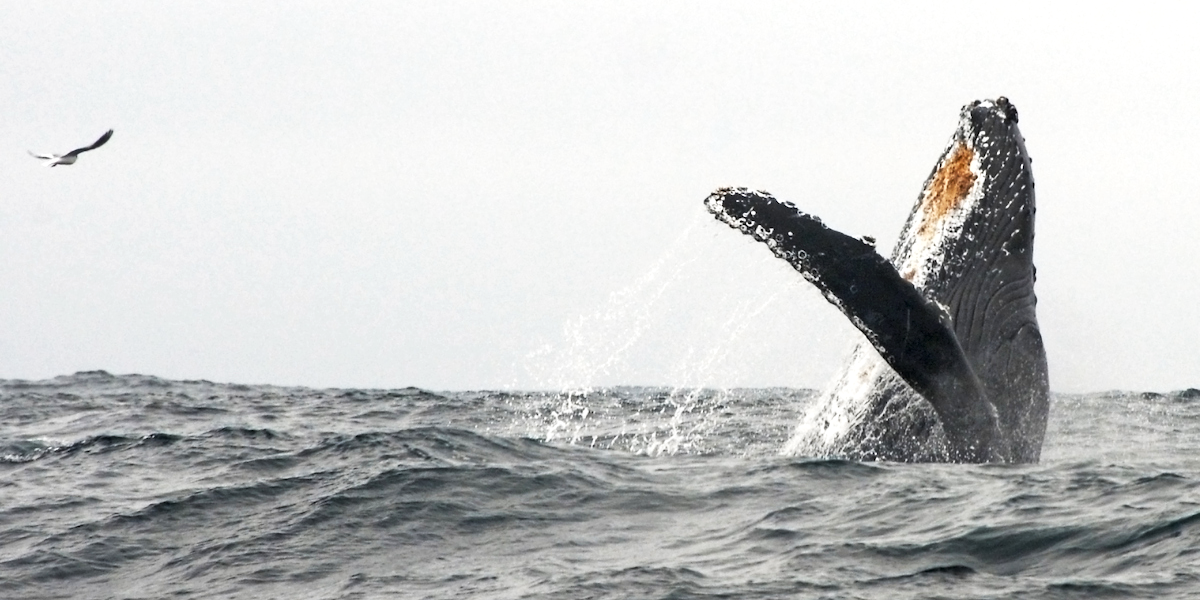 Migrating Whale Breaches Offshore of GGNRA