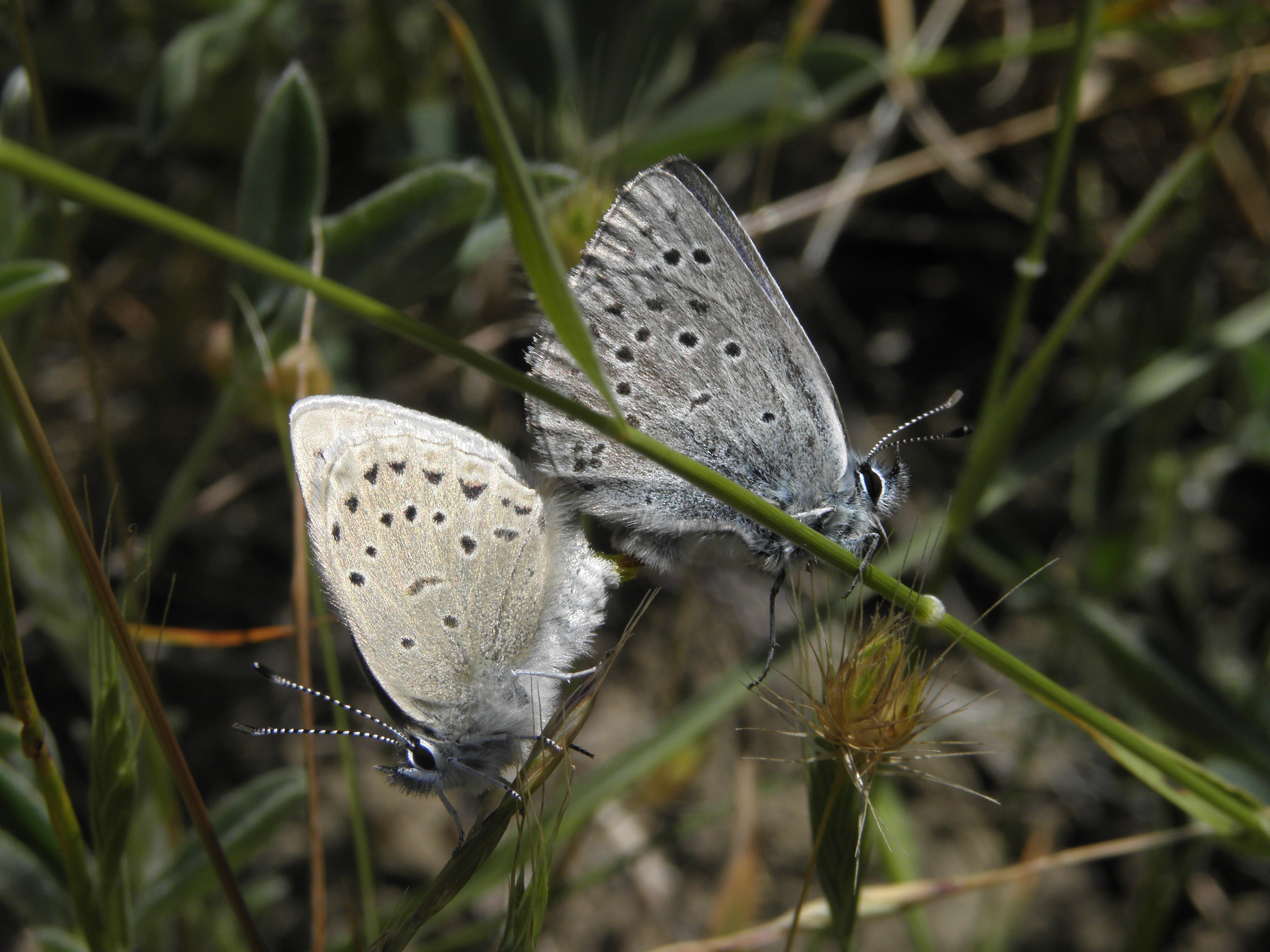 Two mission blue butterflies face opposite each other.