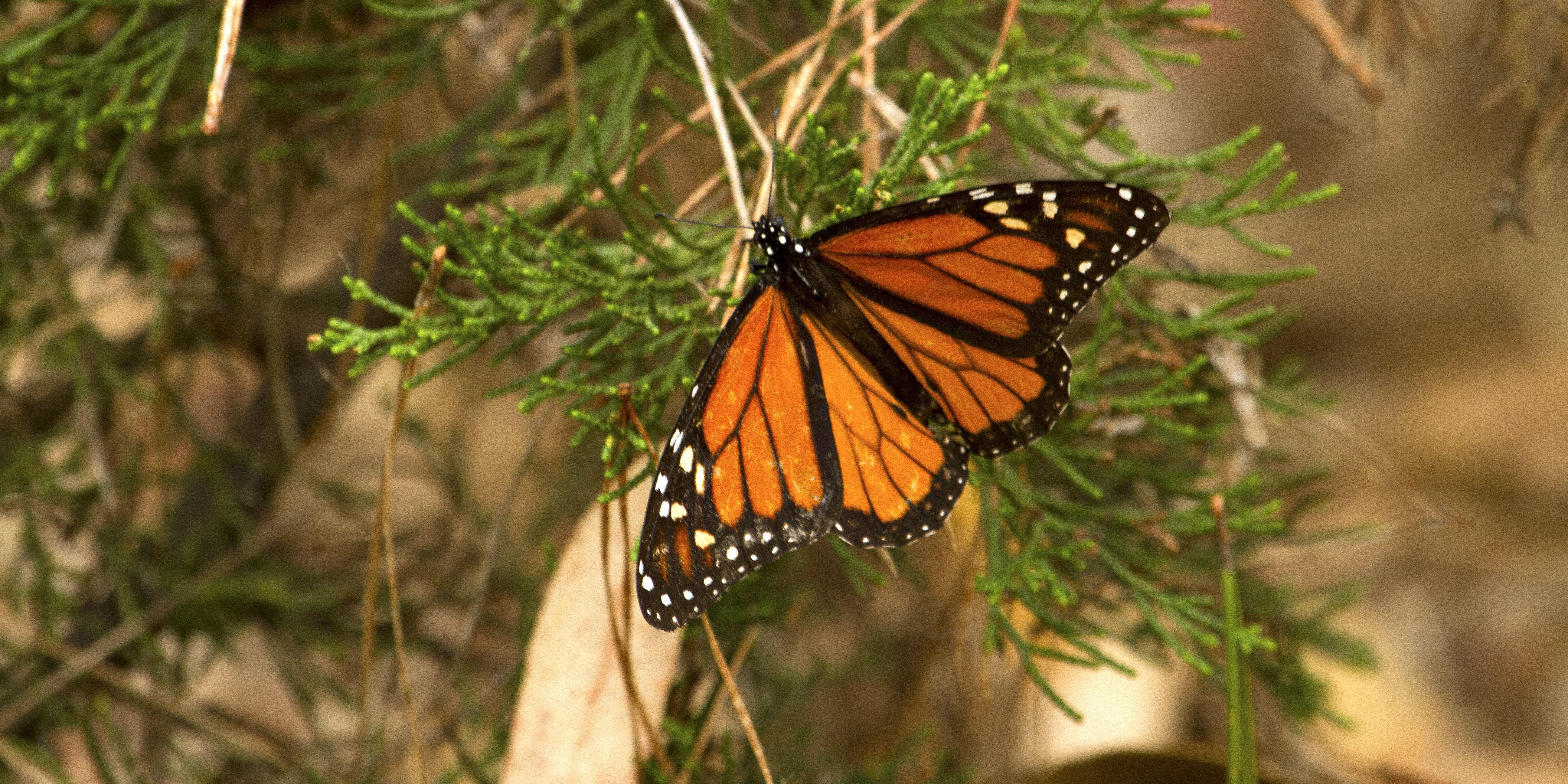 A monarch butterfly in nature.