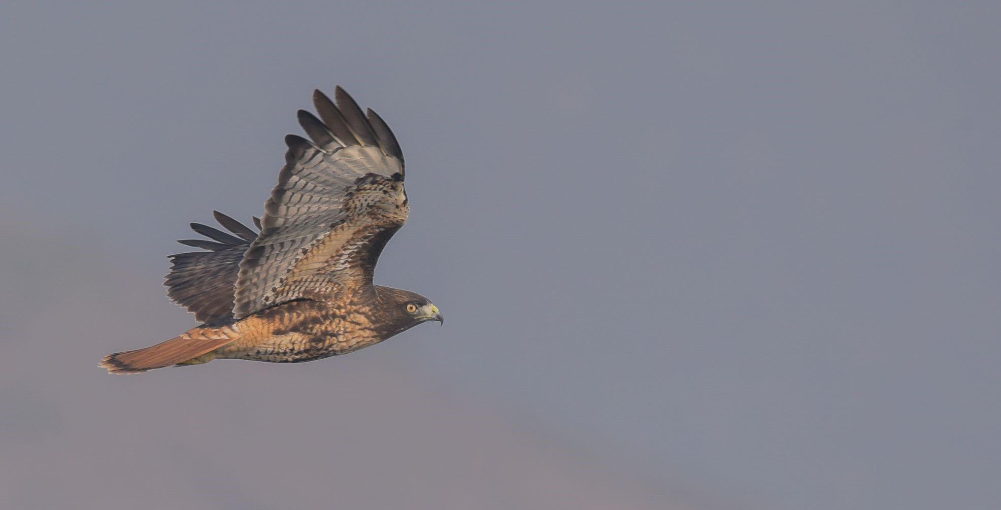 Adult Red-tailed Hawk