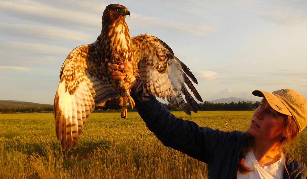 Golden Gate Raptor Observatory intern Kirsti Carr.