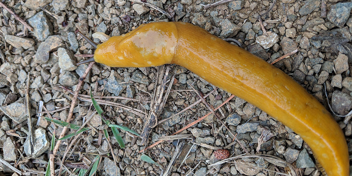 Banana slug spotted at Rancho Corral de Tierra.