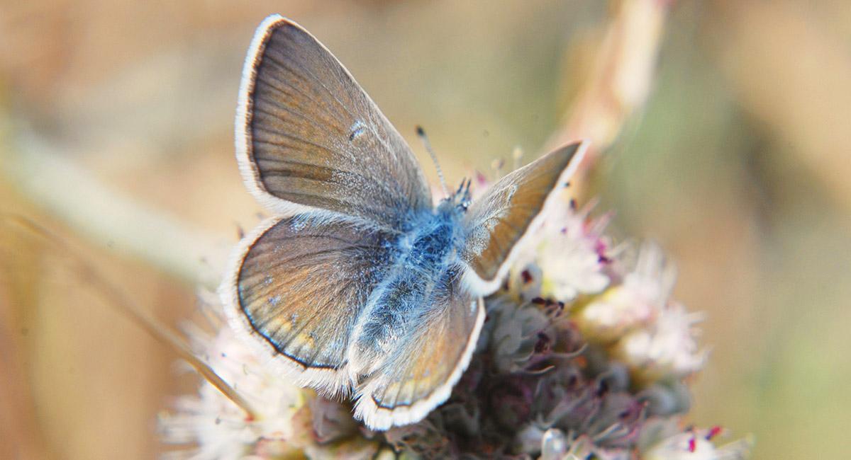 Small butterfly with open, bronze-colored wings, becoming blue towards her abdomen