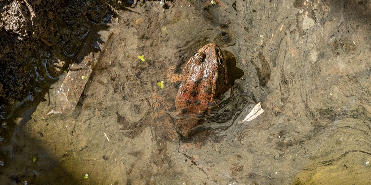 red-legged frog 