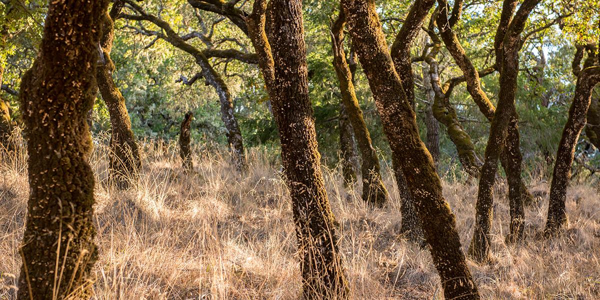 Oak forests on Mount Tamalpais.