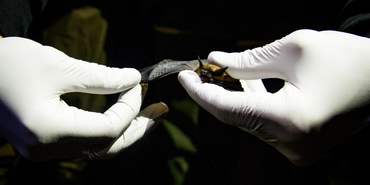 Researcher wearing white gloves holds a bat delicately in hands 