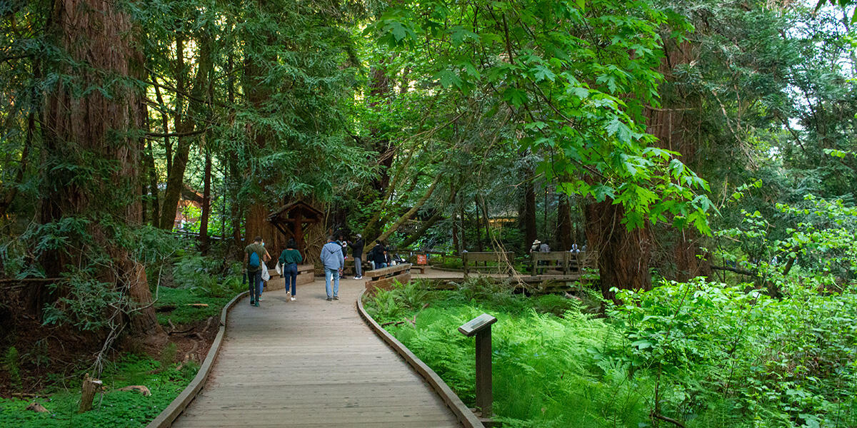 A boardwalk at Muir Woods