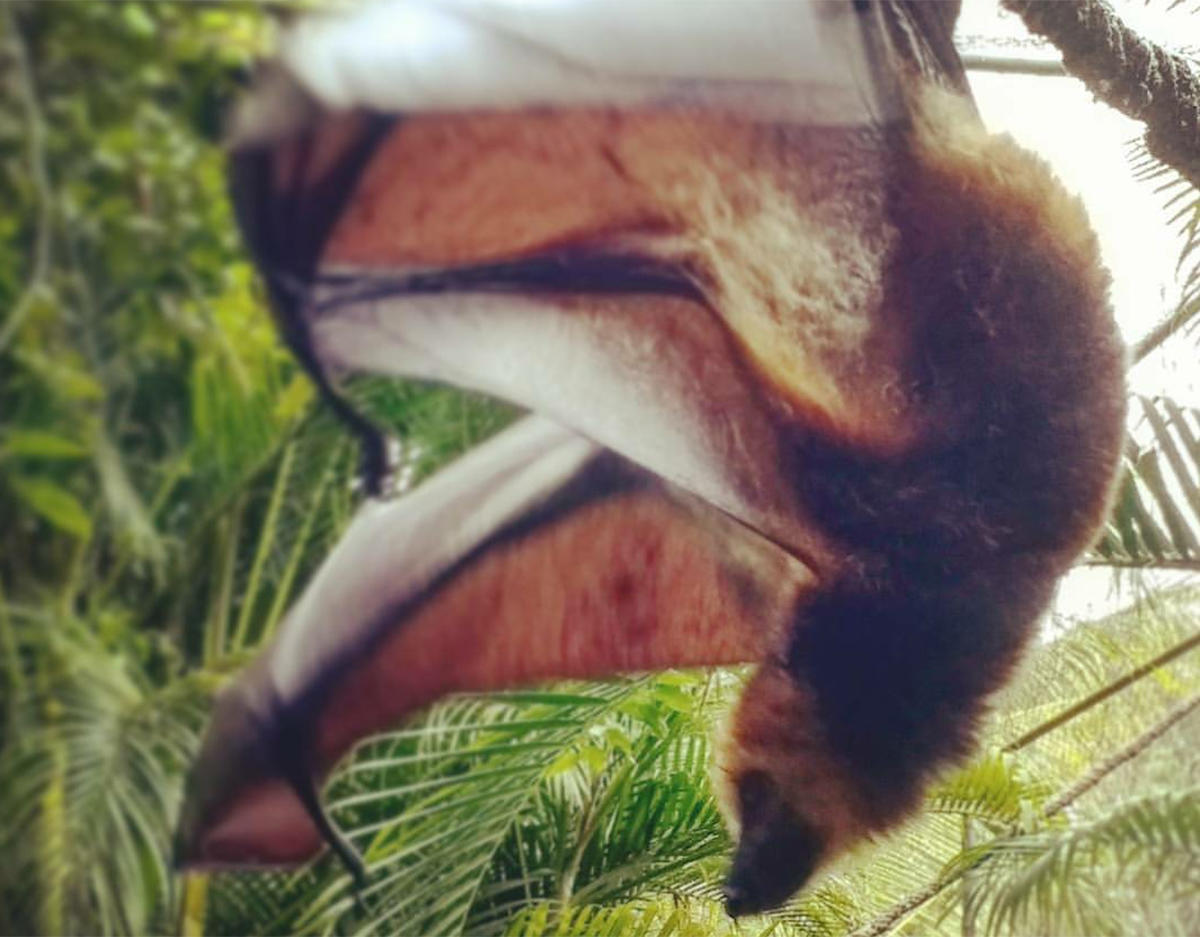 A fruit bat in Mauritius. A fruit bat in Mauritius.