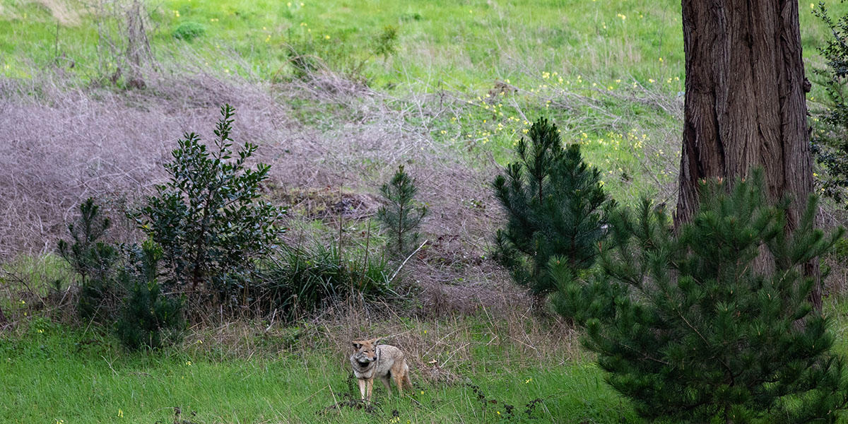 A coyote explores the Presidio of San Francisco.