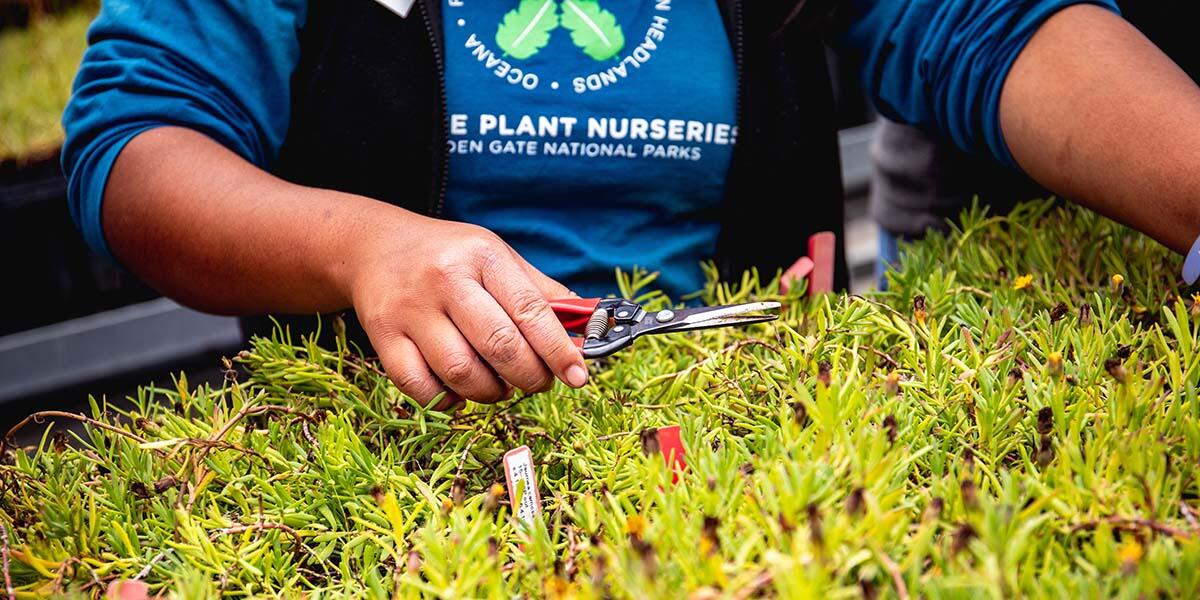 Pruning plants at the Presidio Native Plant Nursery.