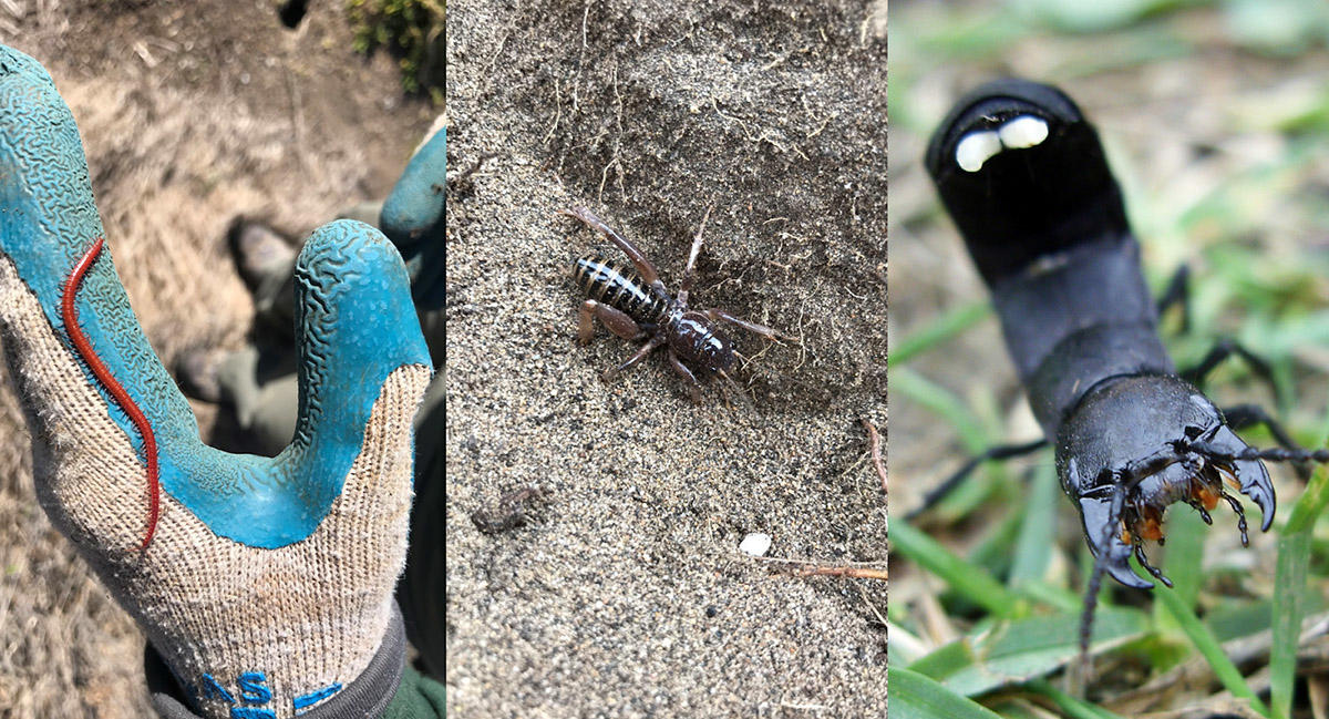 Insects spotted in the Golden Gate National Parks, from left, strigamia, Jerusalem cricket, devil's coach horse.