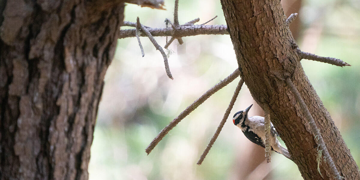 A red, black, and white bird seen perching on a tree at Rancho Corral de Tierra.