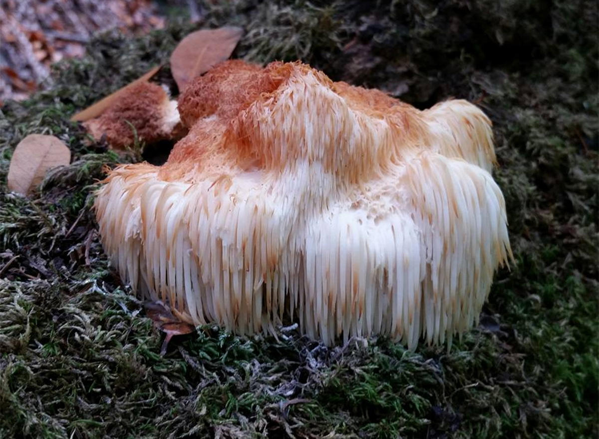 Lion’s Mane (Hericium erinaceus) spotted on Mt. Tamalpais.