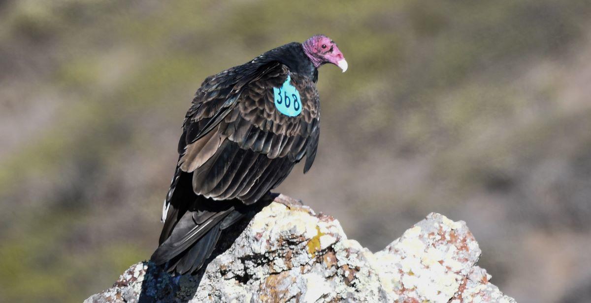 Turkey Vulture 368 is seen in the Marin Headlands tagged Turkey Vulture