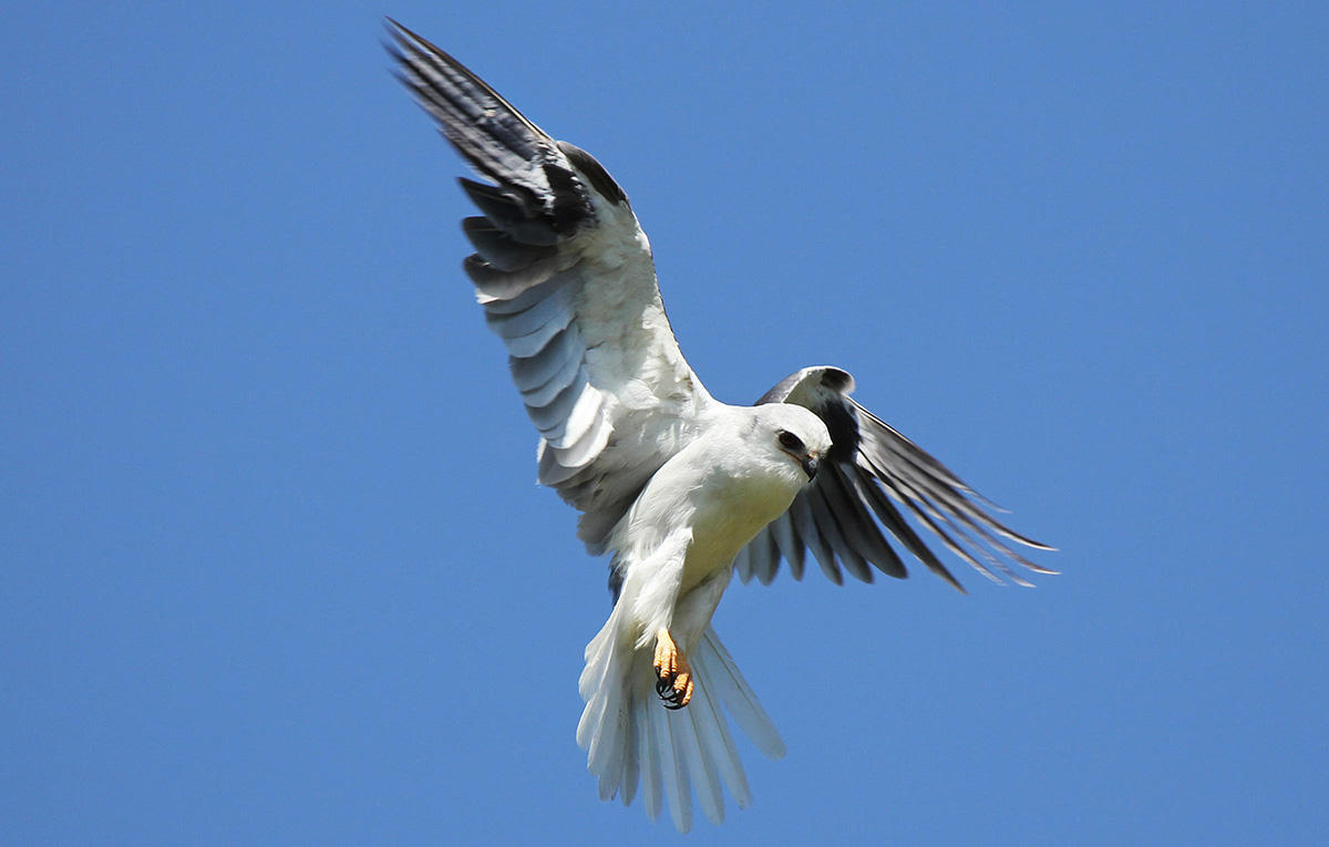 A White-Tailed Kite in flight.