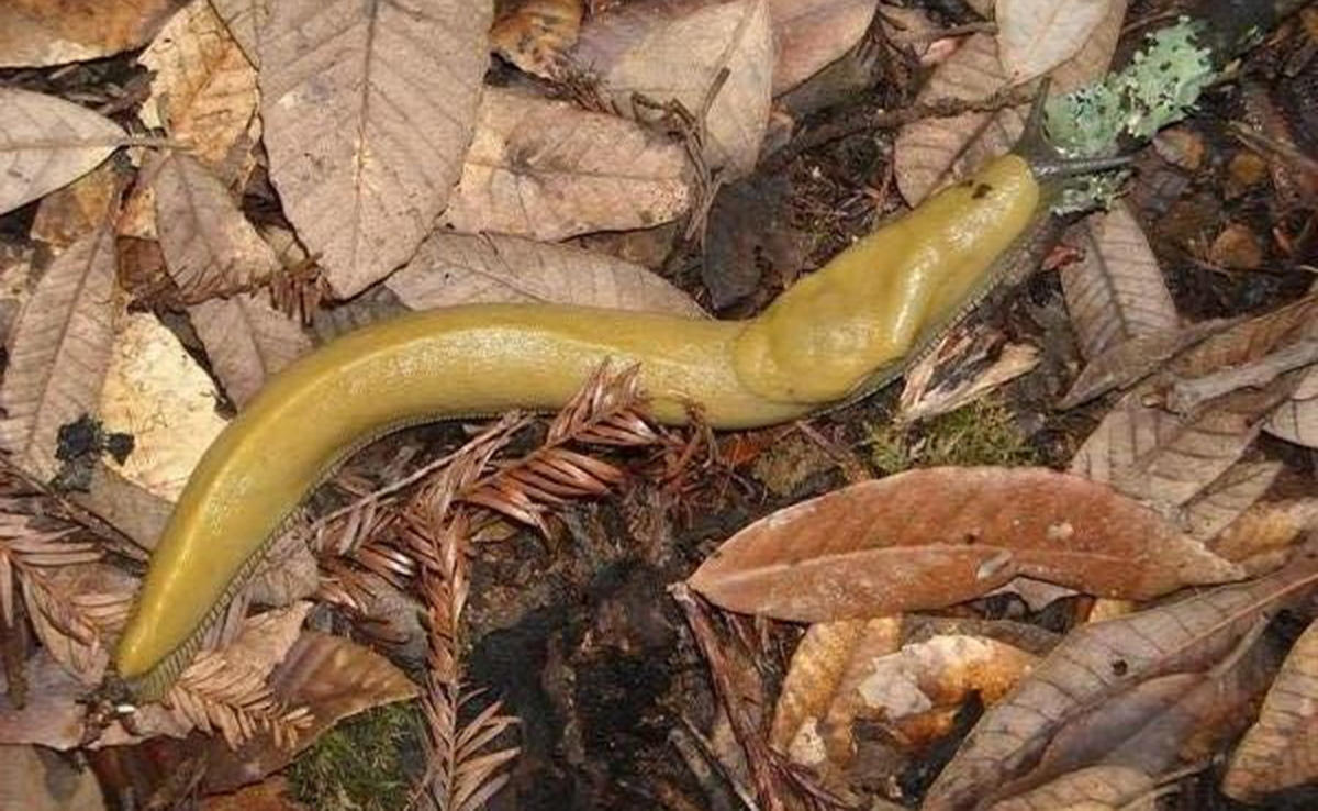 A banana slug found in our parks.