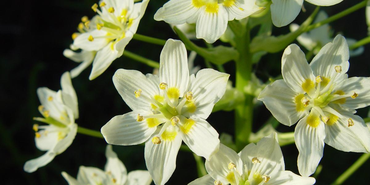 Death camas