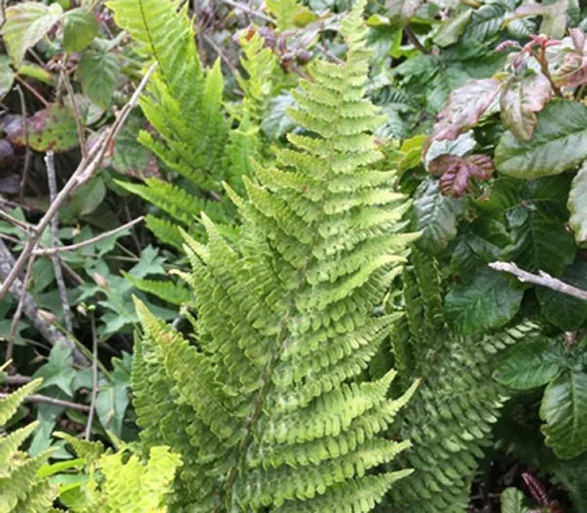 Polypodium californicum, or California polypody. Polypodium californicum, or California polypody.
