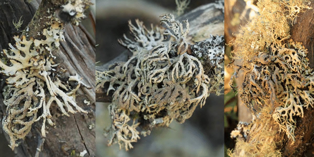 Hypogymnia schizidiata lichen. Hypogymnia schizidiata lichen.