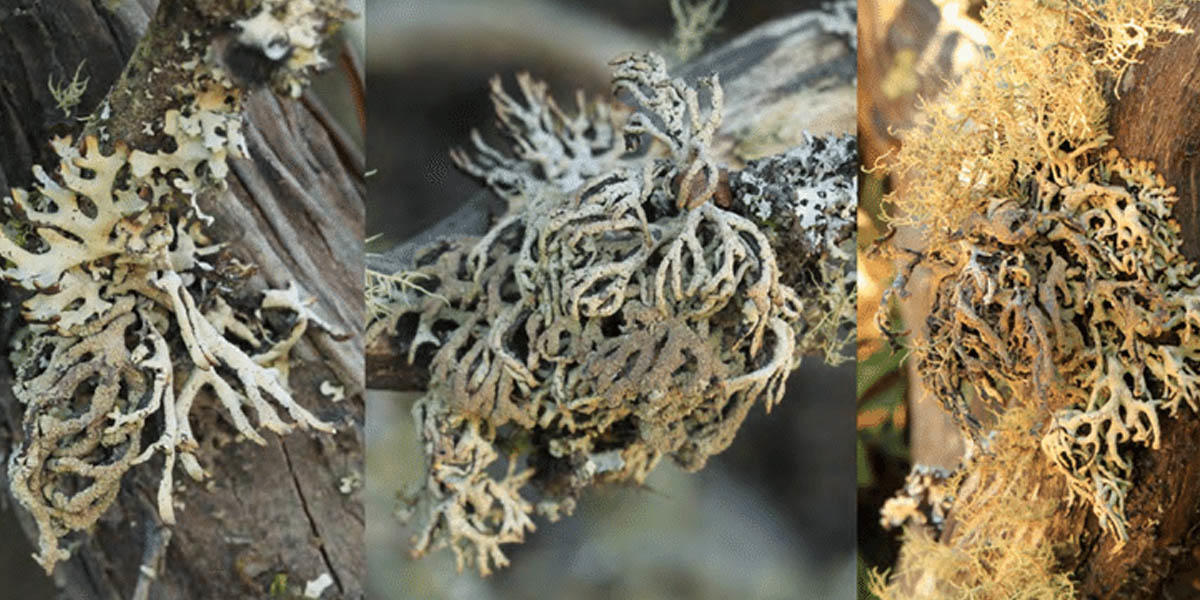 Hypogymnia schizidiata lichen.