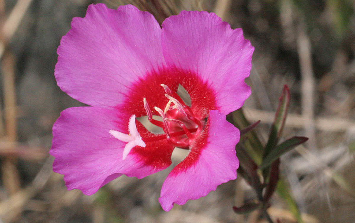 Clarkia rubicunda, also known as Farewell to Spring.