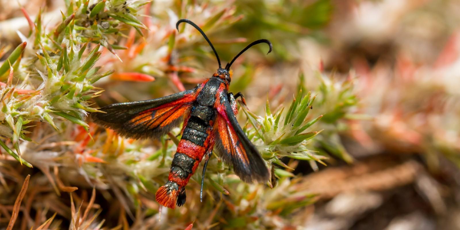 Close up of red moth, the buckwheat root borer, crawling in the grass.