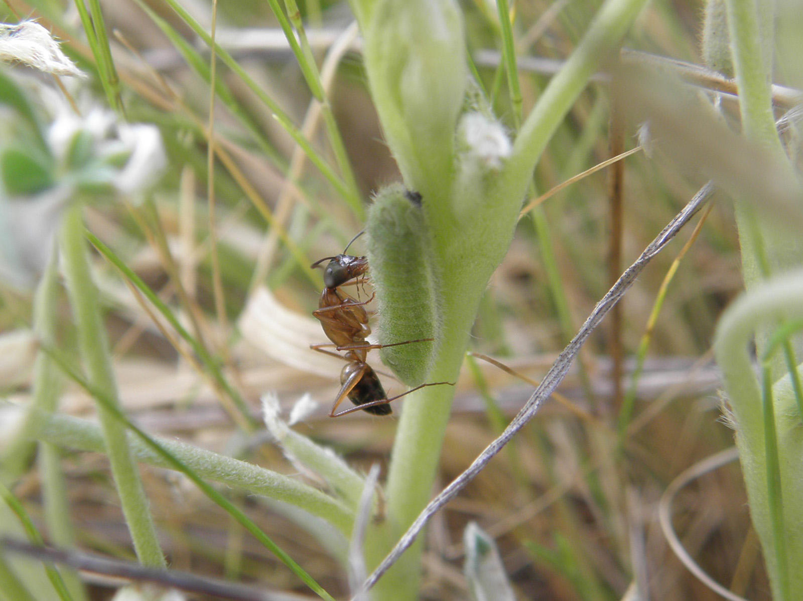 Formicine ant tending a Mission blue butterfly caterpillar. Close up between grass blades, showing a brown ant hovering over a fuzzy green caterpillar.