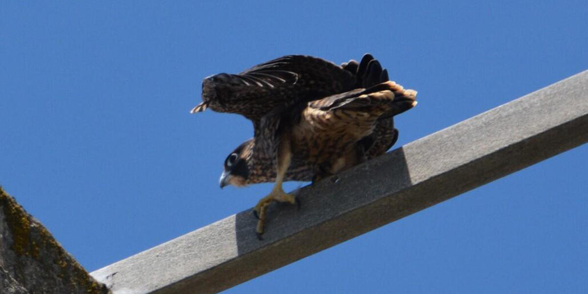 Young bird balances on a wooden beam