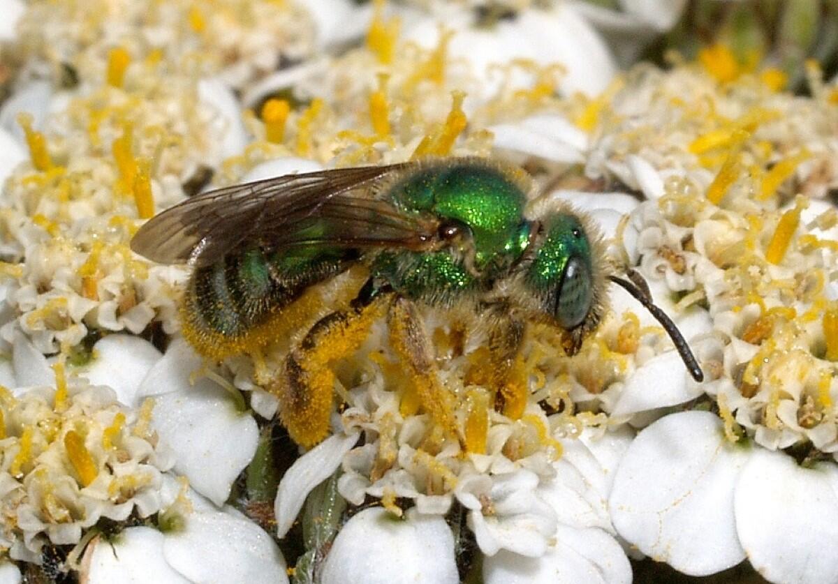 A native metallic green sweat bee gathers pollen from yarrow flowers