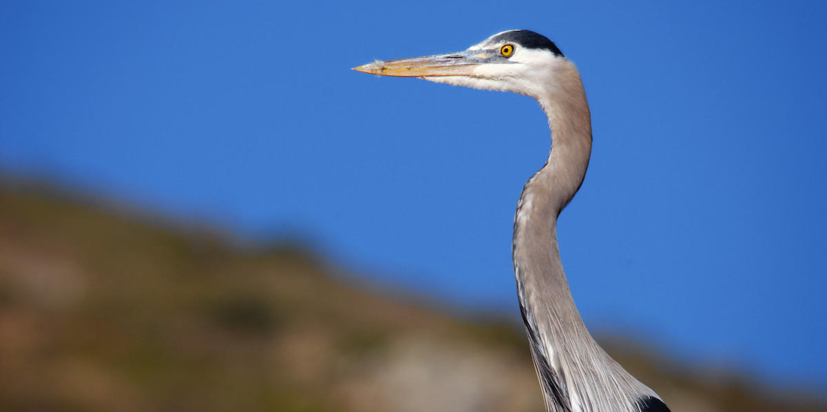 Great blue heron