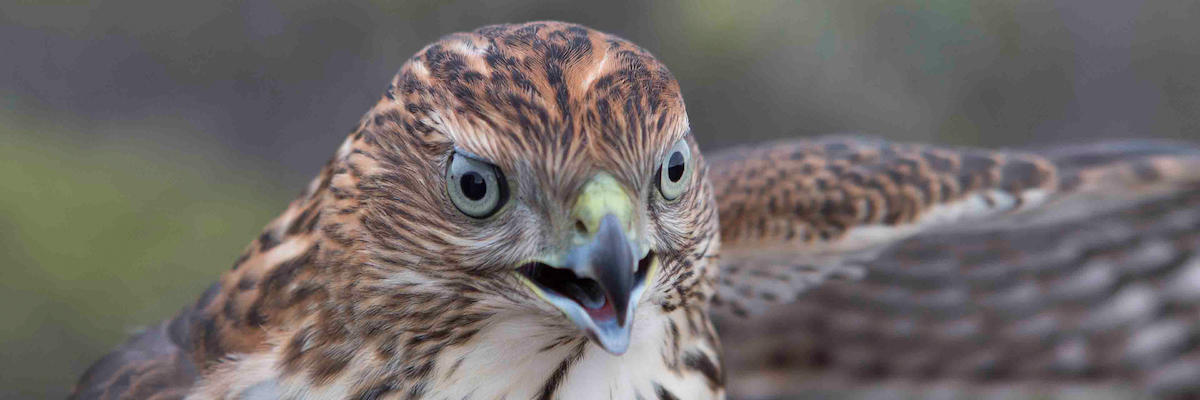 Golden Gate Raptor Observatory