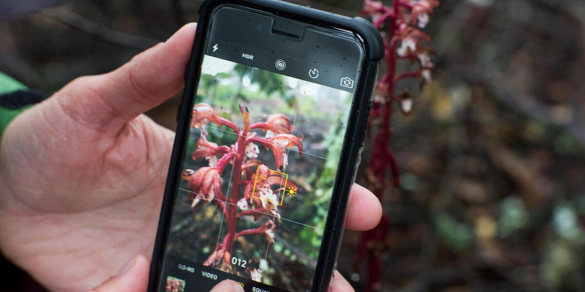 Hands taking picture of a plant using an iPhone