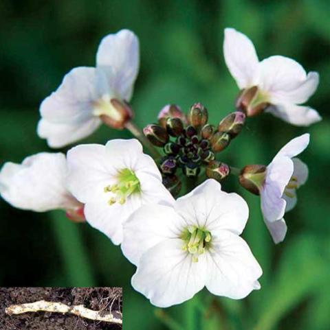 Early Spring Wildflowers: A Viewer's Guide