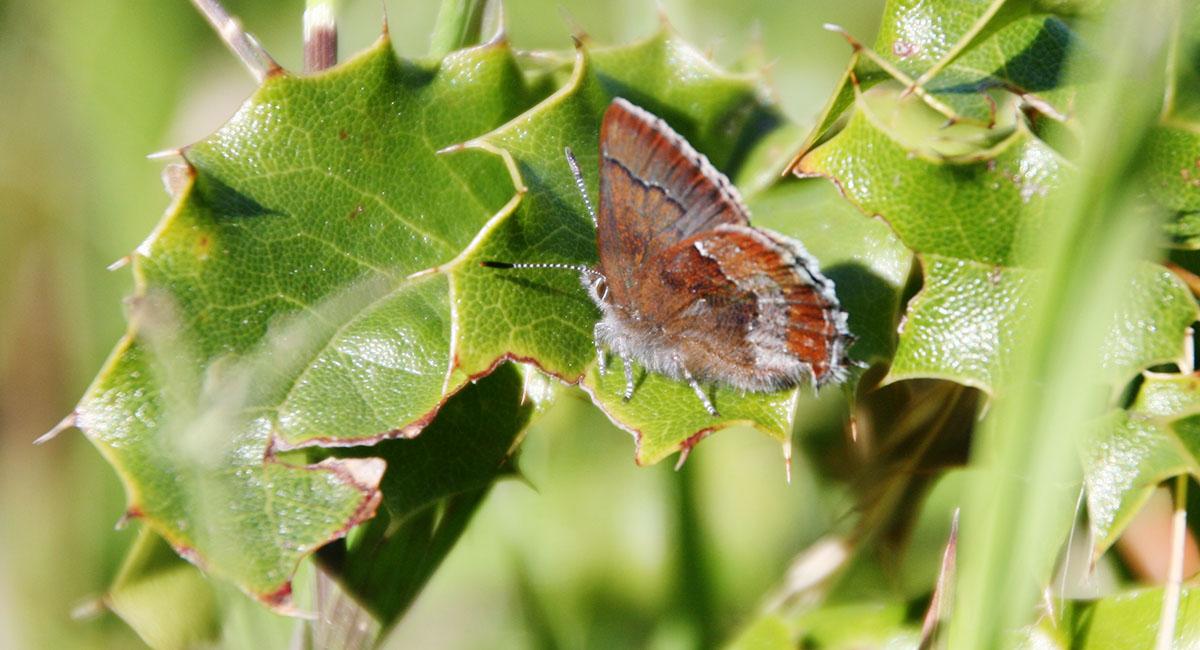 San Bruno elfin butterfly at Milagra Ridge Small reddish-brown butterfly resting on a leaf