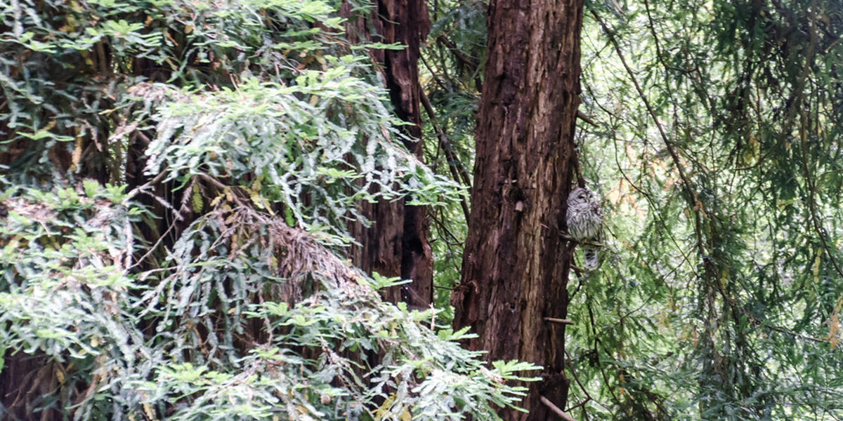 barred owl