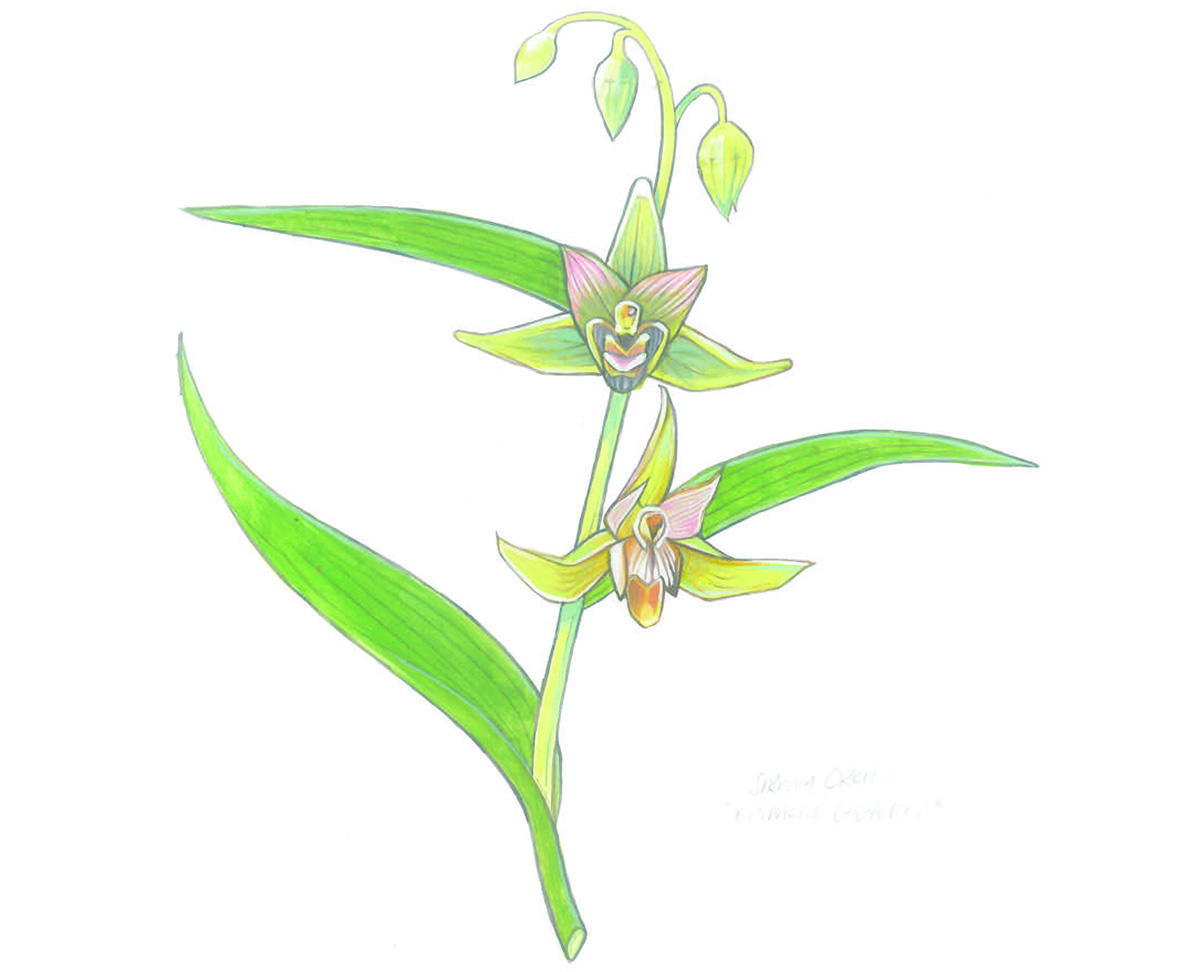 Illustration of a serpent orchid by Grey Arena.