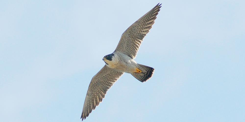 Peregrine Falcon