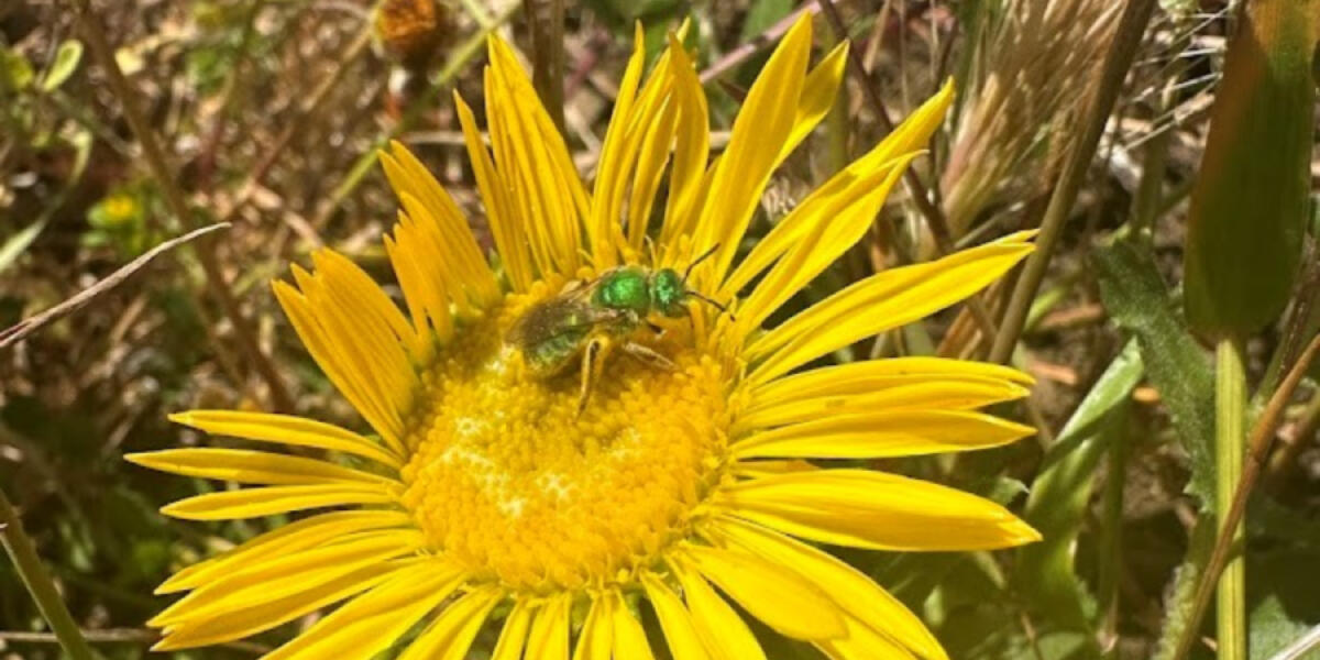 A California pollinator explores a brilliant yellow flower.