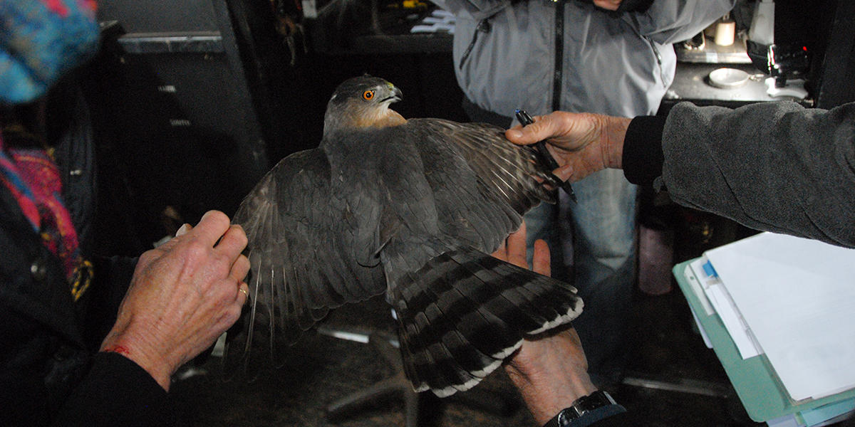 Tracking raptors