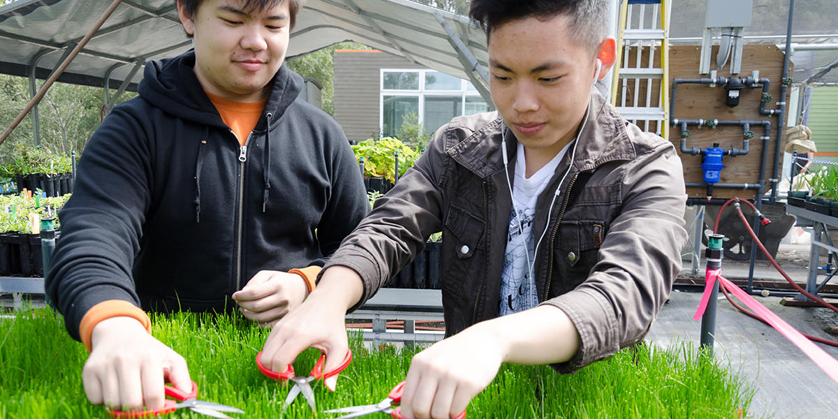 Volunteers Caring for Native Plants