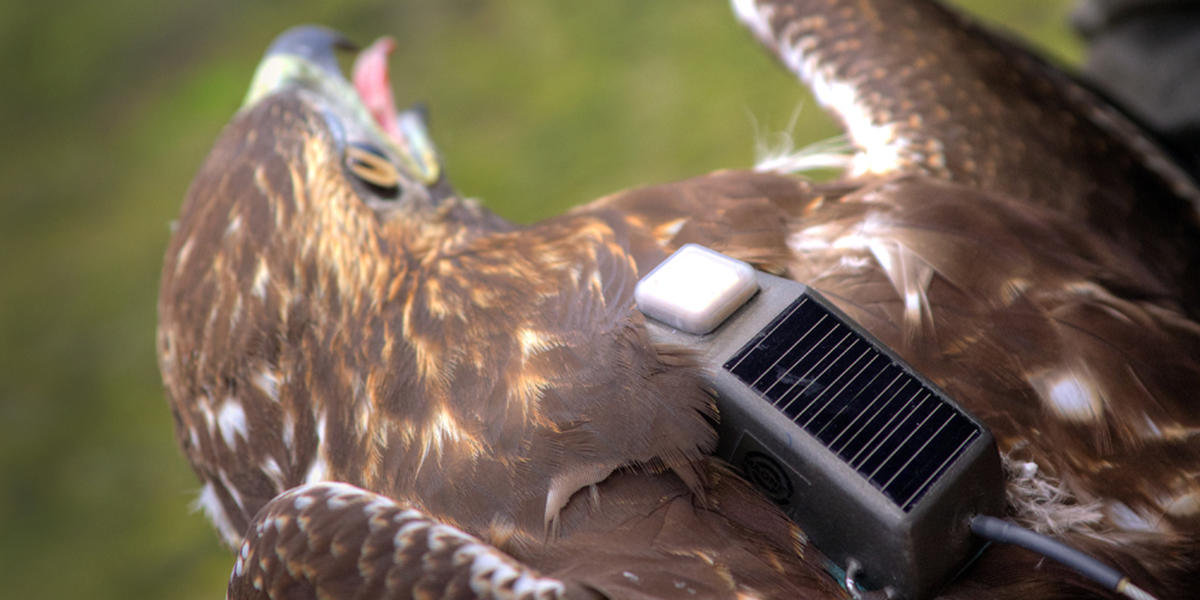 Red-tailed Hawk with GSM transmitter