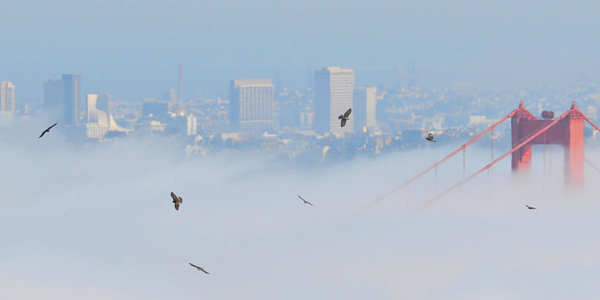 A "kettle" of raptors rises over the Golden Gate Bridge