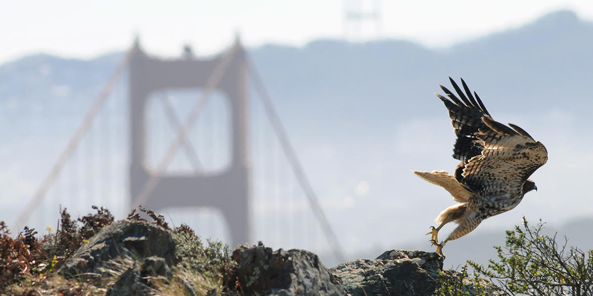 A banded Red-tailed Hawk