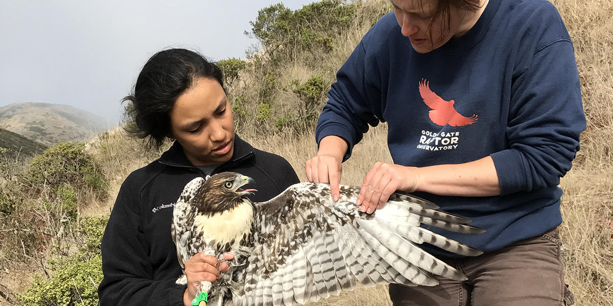 Intern Laura Echavez learning to hold a Red-tailed Hawk