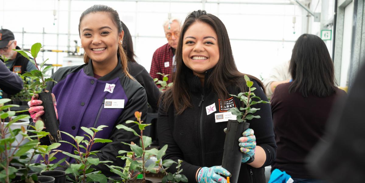 Volunteers transplant toyon at the Presidio Nursery