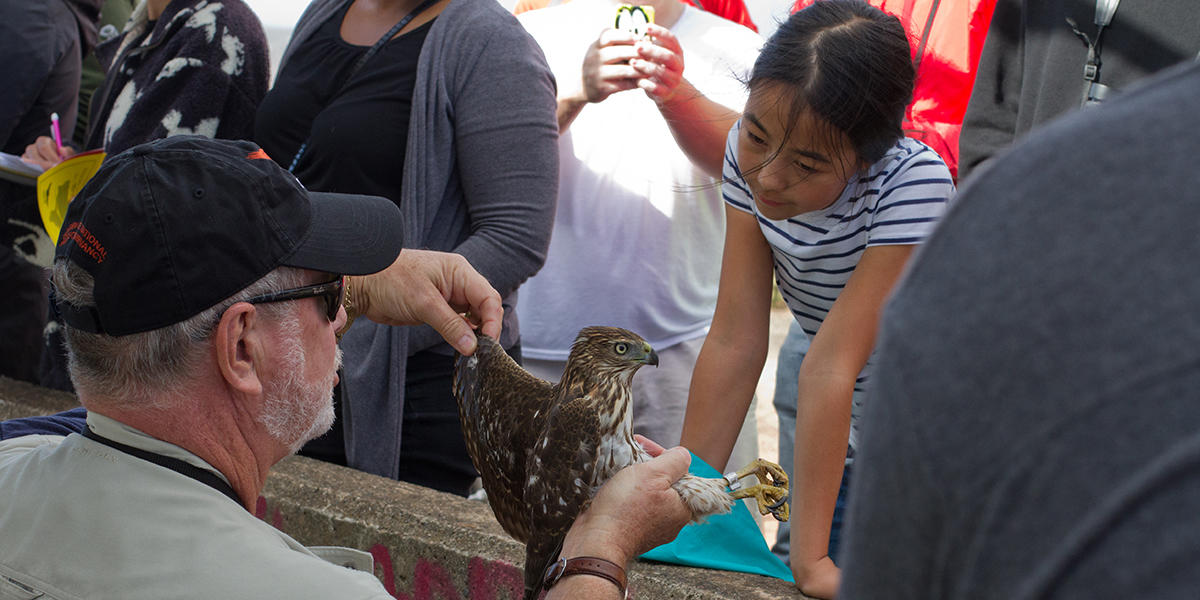 A juvenile Cooper's Hawk delights a young visitor