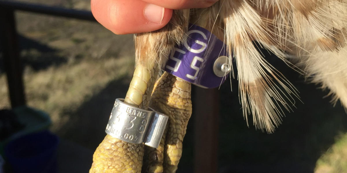 Color bands are secondary markers on banded birds 