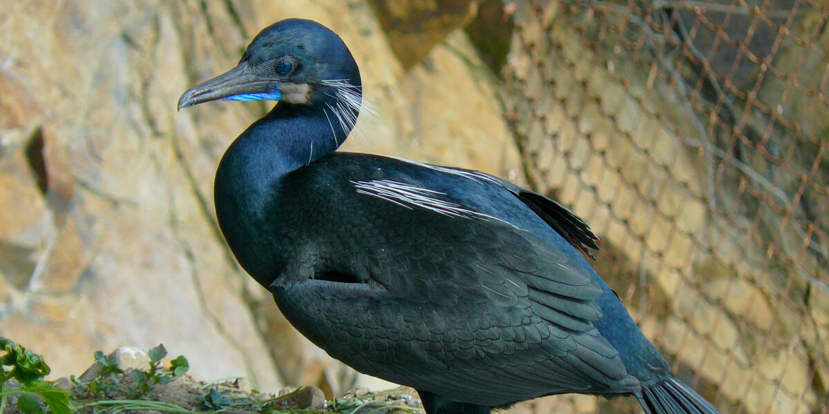 Brandt's Cormorant at Alcatraz Island. A photo of a Brandt's Cormorant on Alcatraz Island.