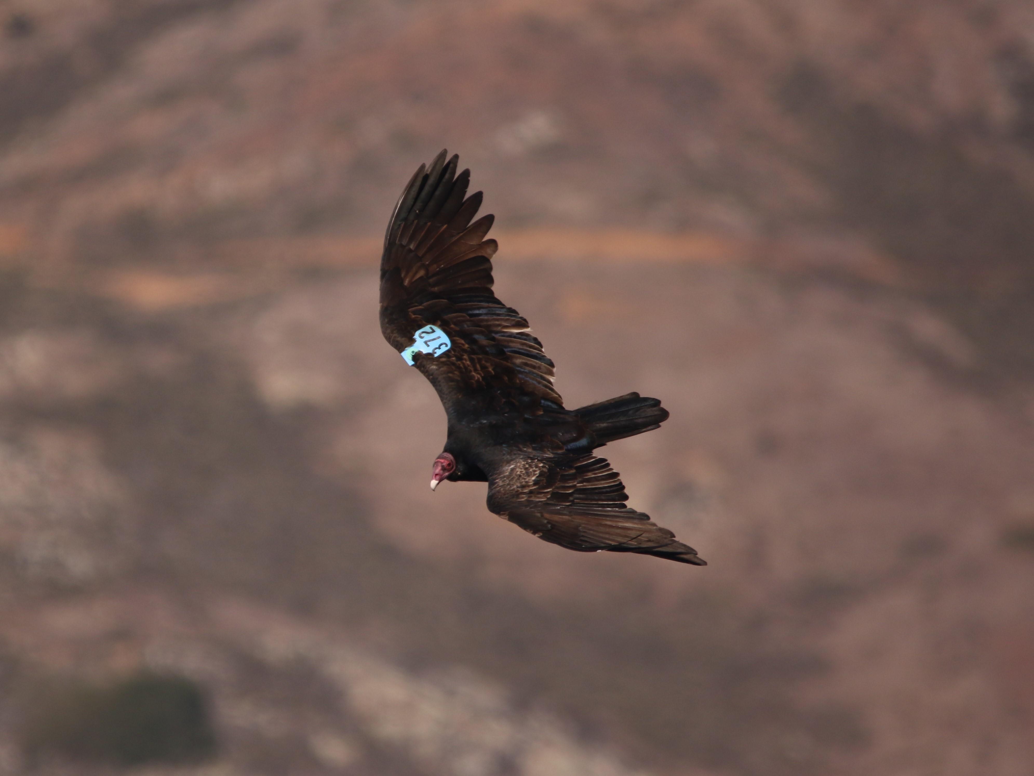 Turkey Vulture 